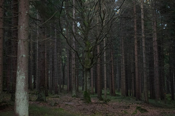 Fototapeta premium Herbst