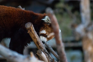 Fluffy endangered red panda frolicking within the trees