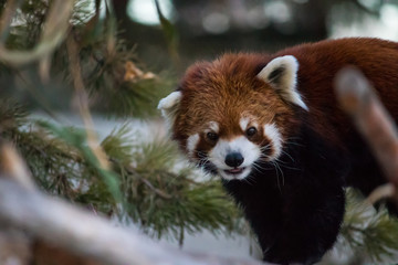 Fluffy endangered red panda frolicking within the trees