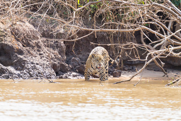 Jaguar from Pantanal, Brazil