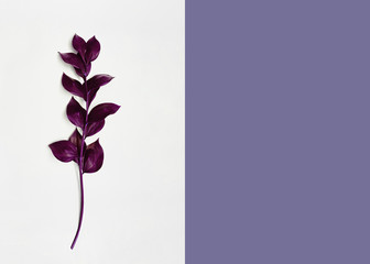 Obraz premium Minimal background with plant Decorative purple branch is lying on a two tone backdrop Design template with copy space