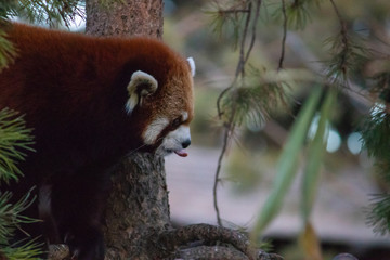 Fluffy endangered red panda frolicking within the trees