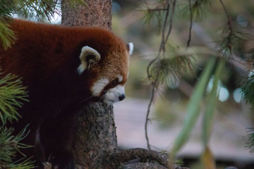 Fluffy endangered red panda frolicking within the trees