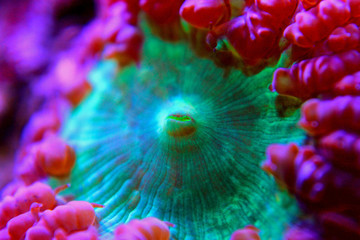 Naklejka premium Blastomussa LPS kolorowy koral - Blastomussa wellsi