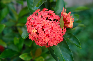 Flor Lantana