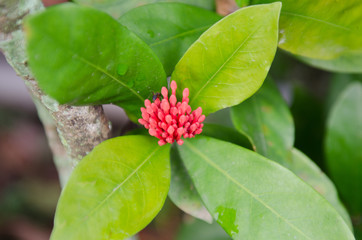 Botões flor lantana