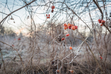 Gefrorene rote Beeren