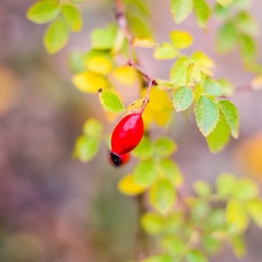 Red ripe briar berries, macro photo. Hips bush with ripe berries