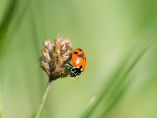 An adult Asian ladybeetle sitting on a dry flower