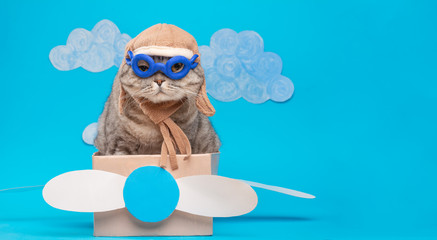The cat sits a cute pilot Sedit aviator in a paper plane, a Scottish Whiskas in a mask and goggles of an airplane pilot. The concept of the pilot, super cat, flight. © Anton