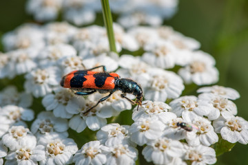 Colorful checkered beetle sitting on a white flower