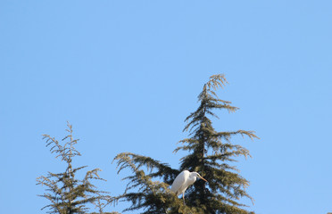 낙엽송 나무가지에 앉은 왜가리