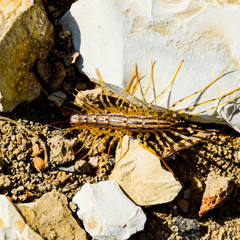 Scutigera Coleoptera runs on the ground with stones. The Flycatc