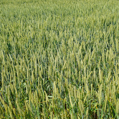 Spikelets of green wheat. Ripening wheat in the field.