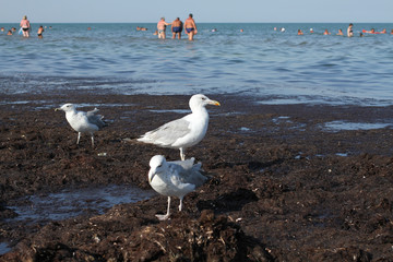 Seagulls walk on dirty from algae shore after storm. Arabat Spit in the Azov Sea. August 2018