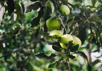 Fresh green apples on a tree
