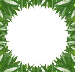 Frame of green mango leaves on white background