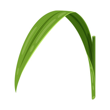 Vector design of sugarcane and cane icon. Set of sugarcane and field stock symbol for web.