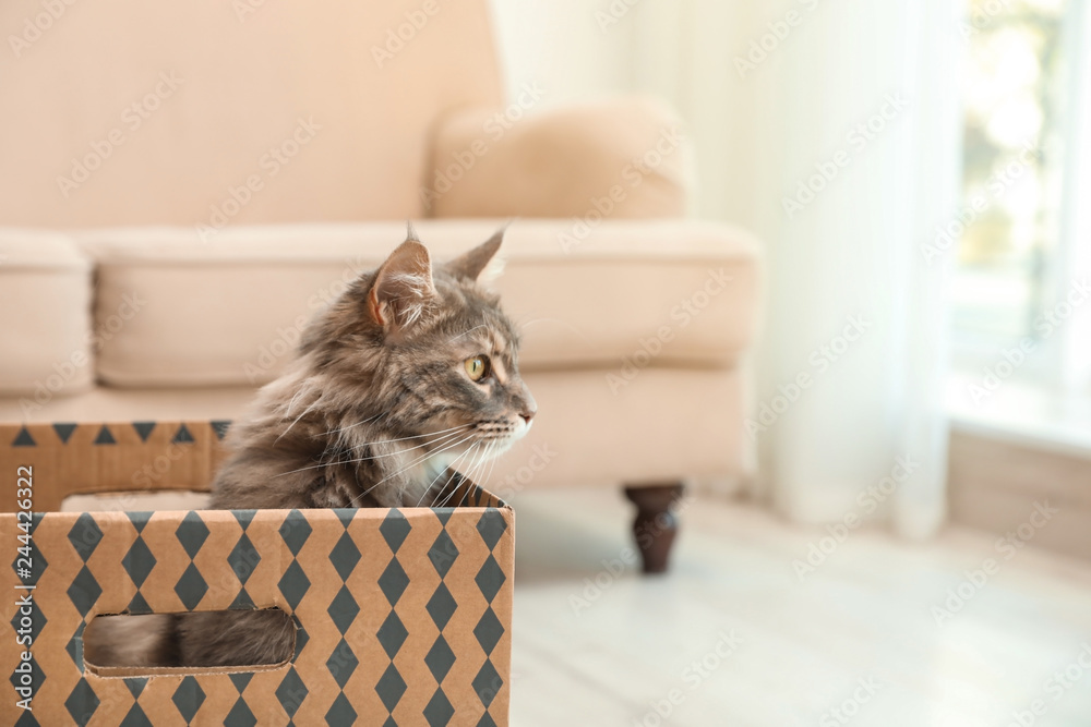 Sticker Adorable Maine Coon cat in cardboard box at home. Space for text