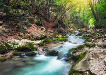 Mountain river in summer. Water stream at forest. Composition of nature