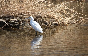 냇가에  왜가리