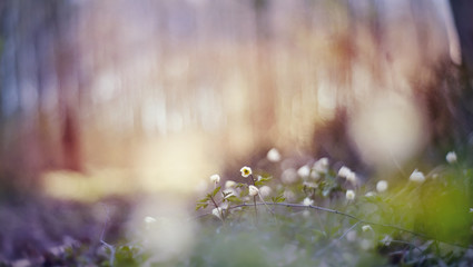 Blurred background with spring primroses - flowers of an anemony © Azaliya (Elya Vatel)