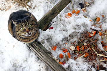 Eine hungrige Katze auf einem Komposthaufen im Winter