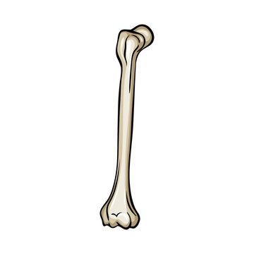 Vector illustration of bone and skeleton logo. Collection of bone and human stock symbol for web.
