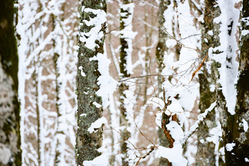 Obraz premium Close-up view of snow-covered pine tree trunks. National Park of Abruzzo, Lazio and Molise, Italy.
