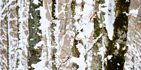 Obraz premium Close-up view of snow-covered pine tree trunks. National Park of Abruzzo, Lazio and Molise, Italy.