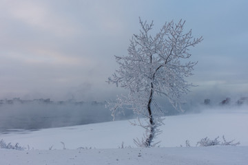 Fototapeta na wymiar A tree covered with frost on the banks of the Angara