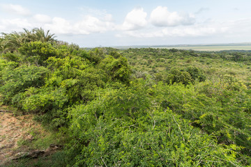 Fototapeta na wymiar ST. Lucia wetlands park view on jungle, South Africa