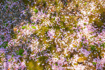 Sakura, Cherry Blossom Leaves fallen on the ground