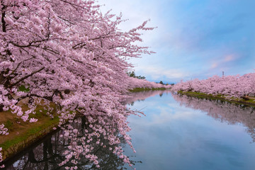  Full bloom Sakura - Cherry Blossom  at Hirosaki park, Japan