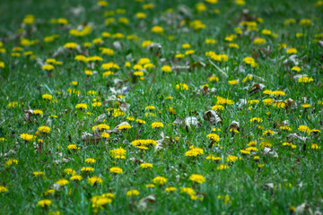 Obraz premium Spring Landscape yellow dandelion flowers in the grass