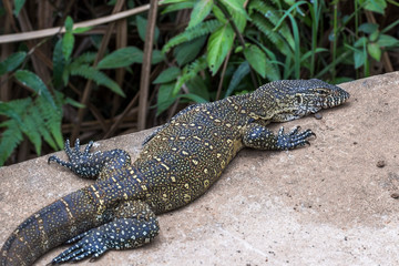 Big lizard on stone in St. Lucia South Africa