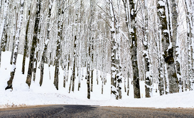 View of a road that passes in the middle of a forest of snow-covered pine trees. Winter season in...