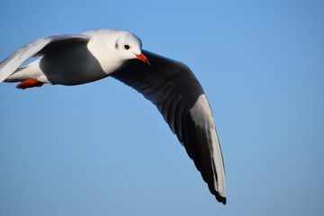 Möwe im Flug
