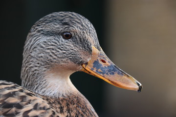 A female duck, closeup