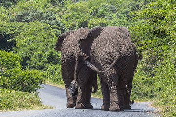 Big elephants walking on street in St. Lucia wetlands park