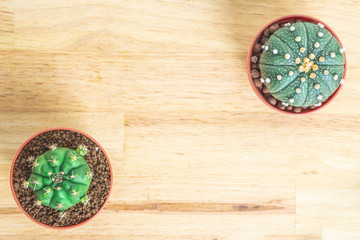 Cactus or succulents in the pot on the wooden office table background