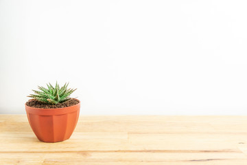 Cactus or succulents in the pot on the wooden office table and white background