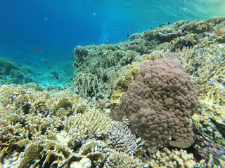 Red Sea Coral Reef