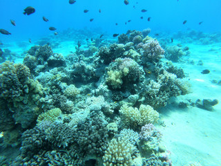 Naklejka na ściany i meble Red Sea Coral Reef