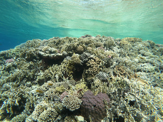 Red Sea Coral Reef