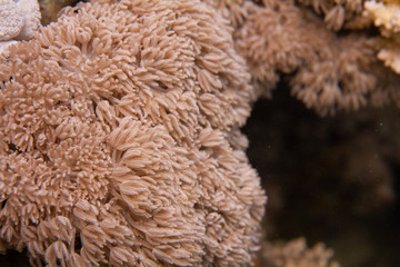Giant Anthelia in Red Sea