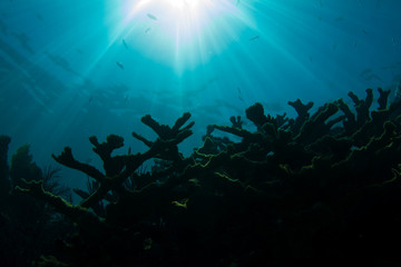 Fototapeta na wymiar Sun Over Endangered Elkhorn Coral