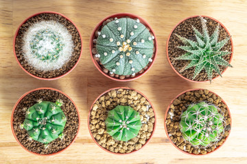 Fototapeta na wymiar Cactus or succulents in the pot on the wooden office table background