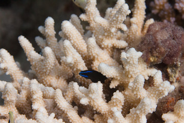 Fototapeta na wymiar Blue-Striped Dottyback in Acropora humilis Coral