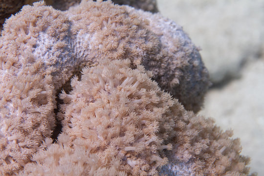 Goniopora columna Coral Colony in Red Sea
